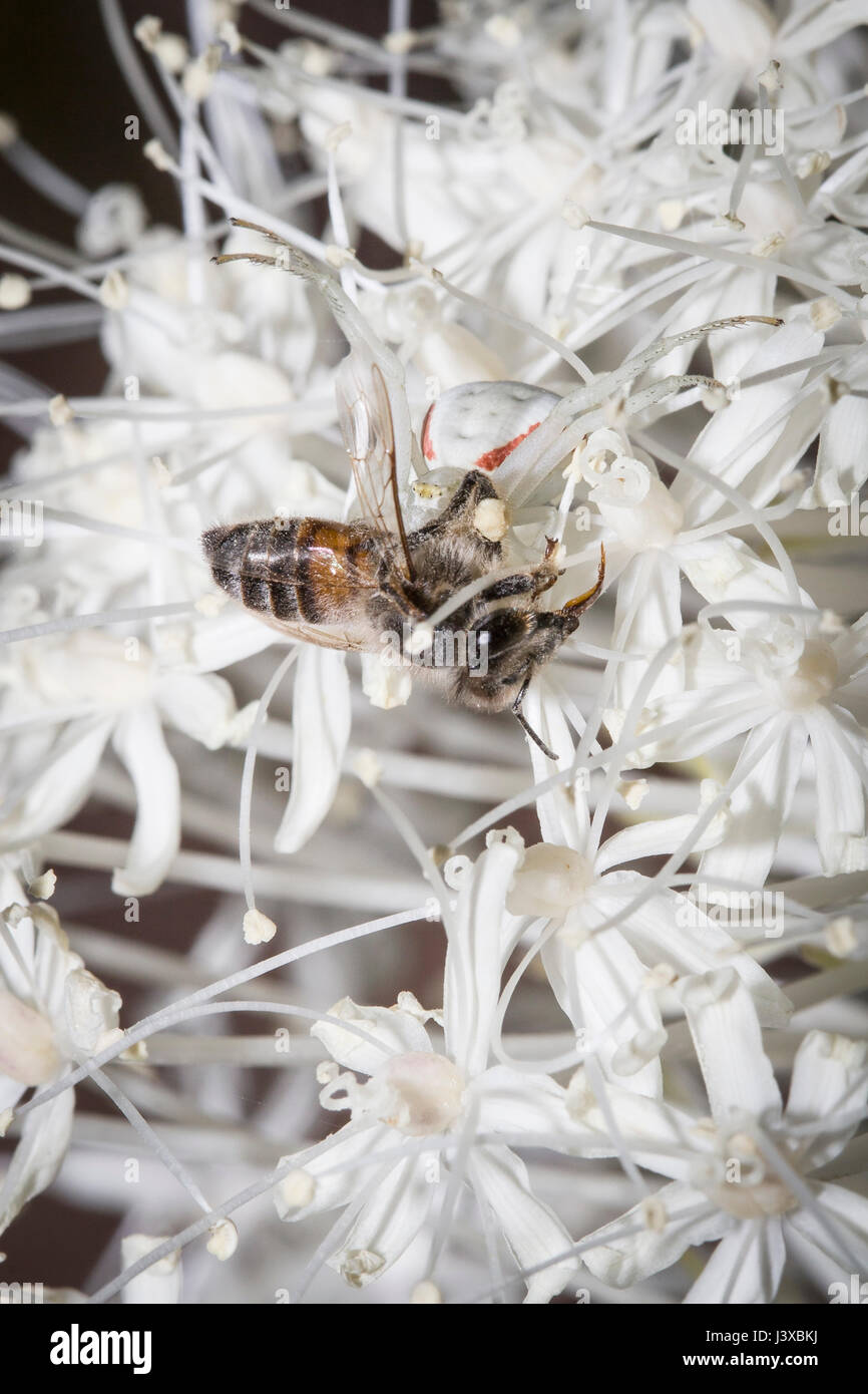 Eine Blume Krabbenspinne (Misumena Vatia), höchst kryptischen auf seinem Bärengras Ast mit seiner Honig Biene Beute. Stockfoto
