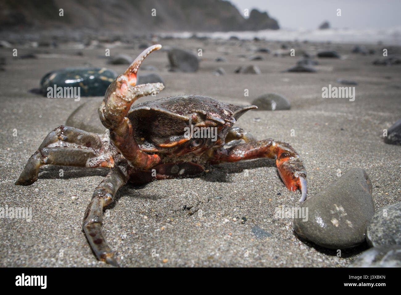 Eine Seetang Krabbe (Pugettia SP.) an einem Strand in eine defensive Haltung gespült.  Redwood National Park, Kalifornien, USA. Stockfoto