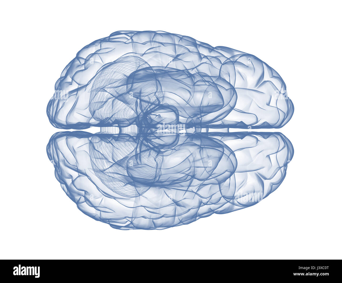 Menschliche Gehirn - Draufsicht blau 3d Render isoliert auf weiss Stockfoto