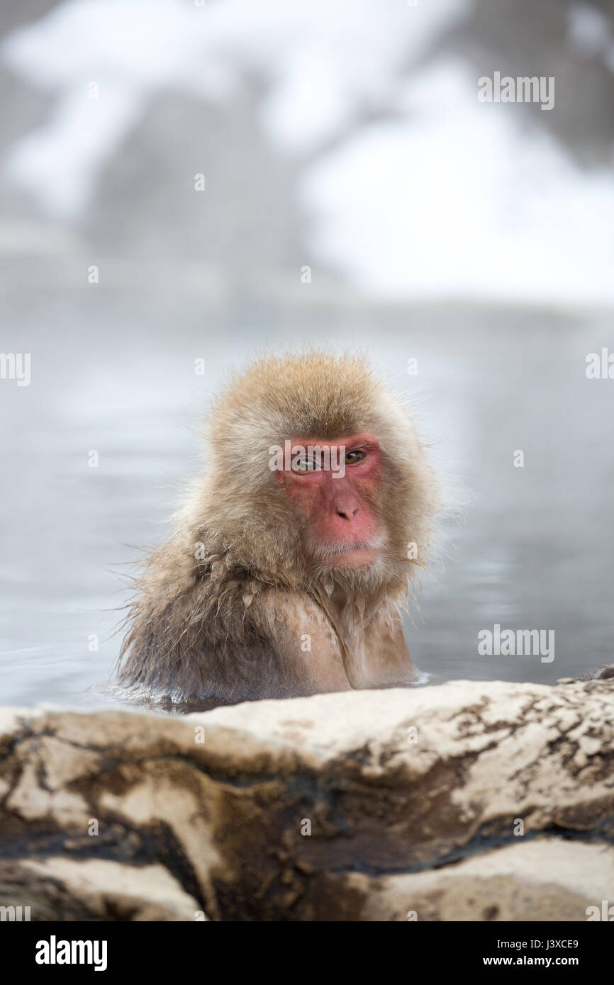 Japanische Schnee Affen Einweichen in Hot Springs Stockfoto