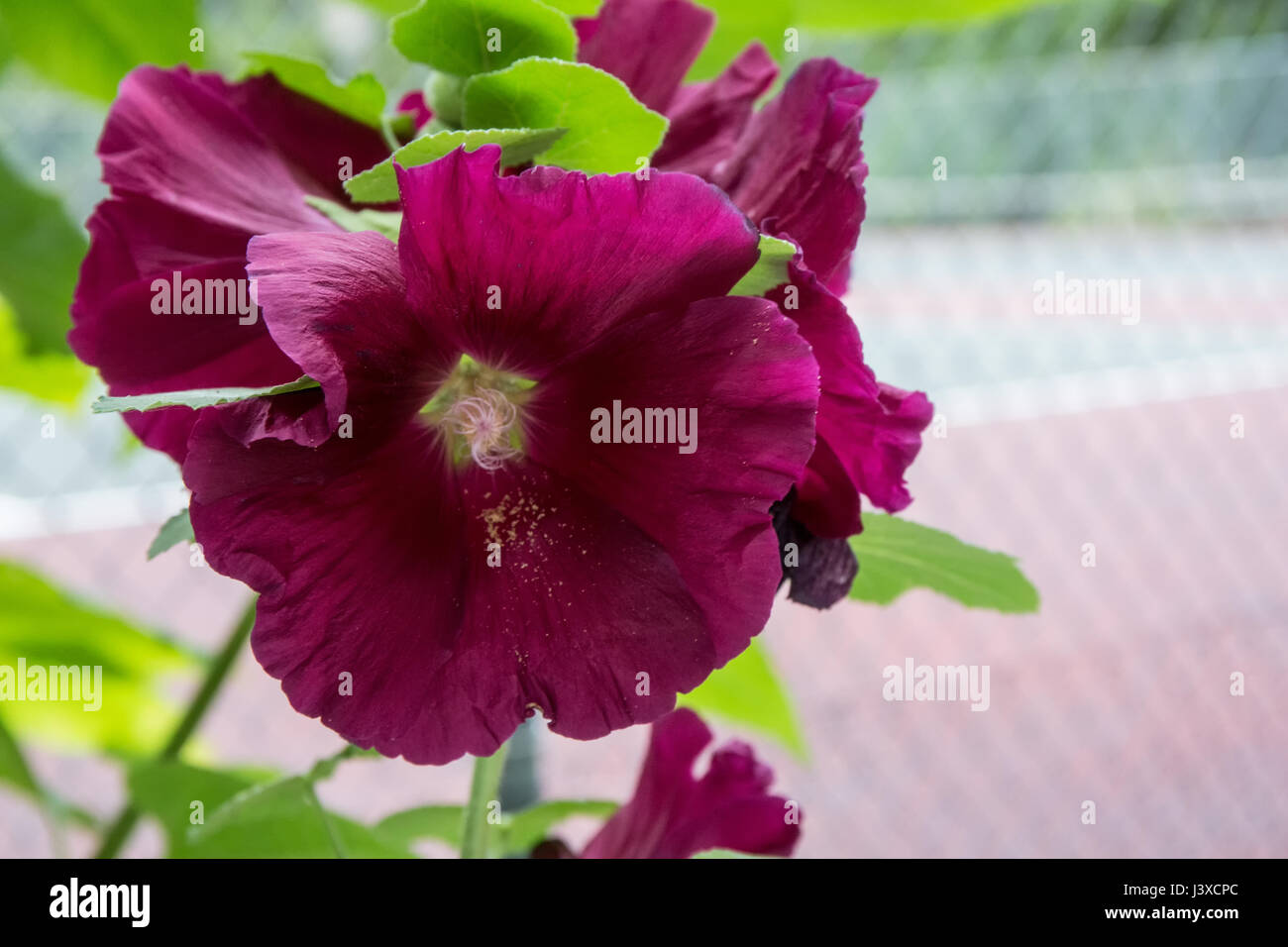 Blumen aus samen wachsen Fotos und Bildmaterial in hoher Auflösung