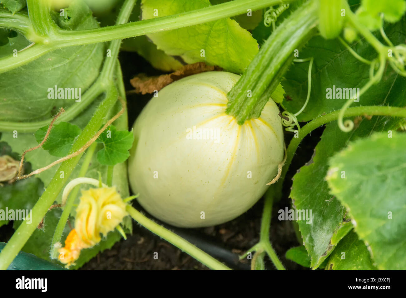 Spaghetti Kurbis Wachsen In Issaquah Washington Usa Spaghetti Kurbis Ist Von Der Gleichen Familie Wie Zucchini Und Acorn Squash Unter Anderem Spaghetti Stockfotografie Alamy