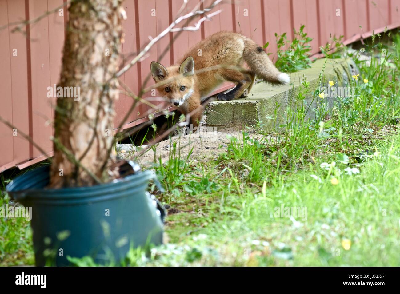 Baby-Rotfuchs (Vulpes Vulpes) kennt auch als Bausätze oder Welpen Stockfoto