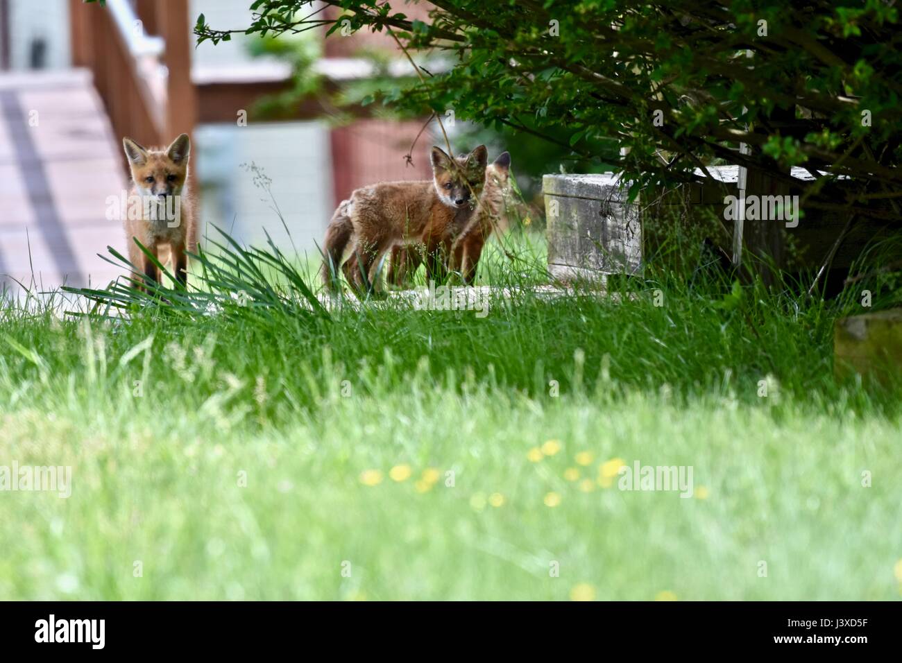 Maryland, USA - 7. Mai 2017: Red Fox Kits (Vulpes Vulpes) einen Bauernhof an einem warmen Frühlingstag zu erkunden. Stockfoto