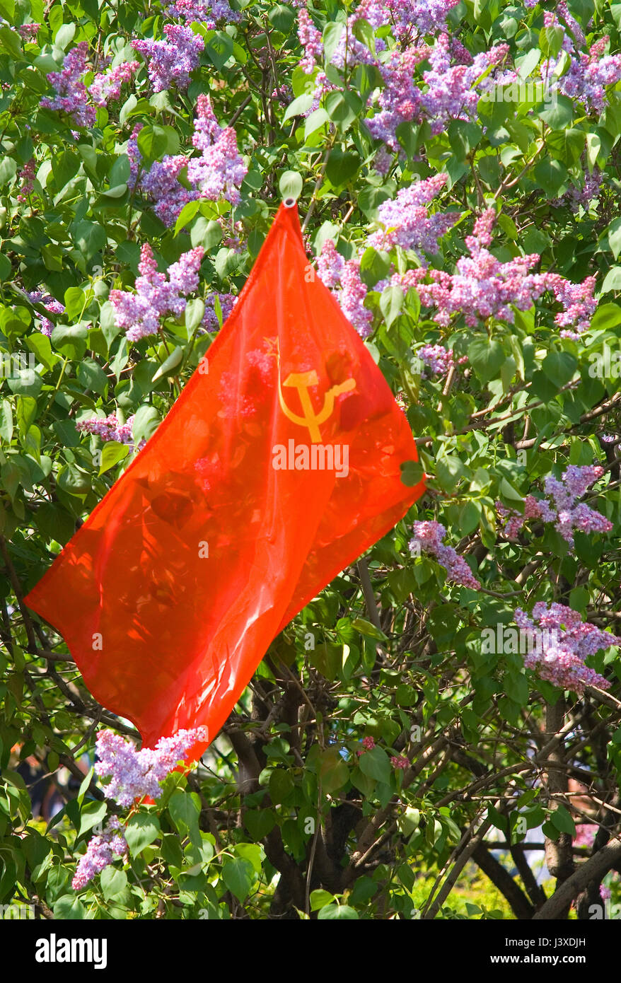 Rote Fahne mit dem Wappen der Sowjetunion vor dem Hintergrund der lila Blüten. Stockfoto