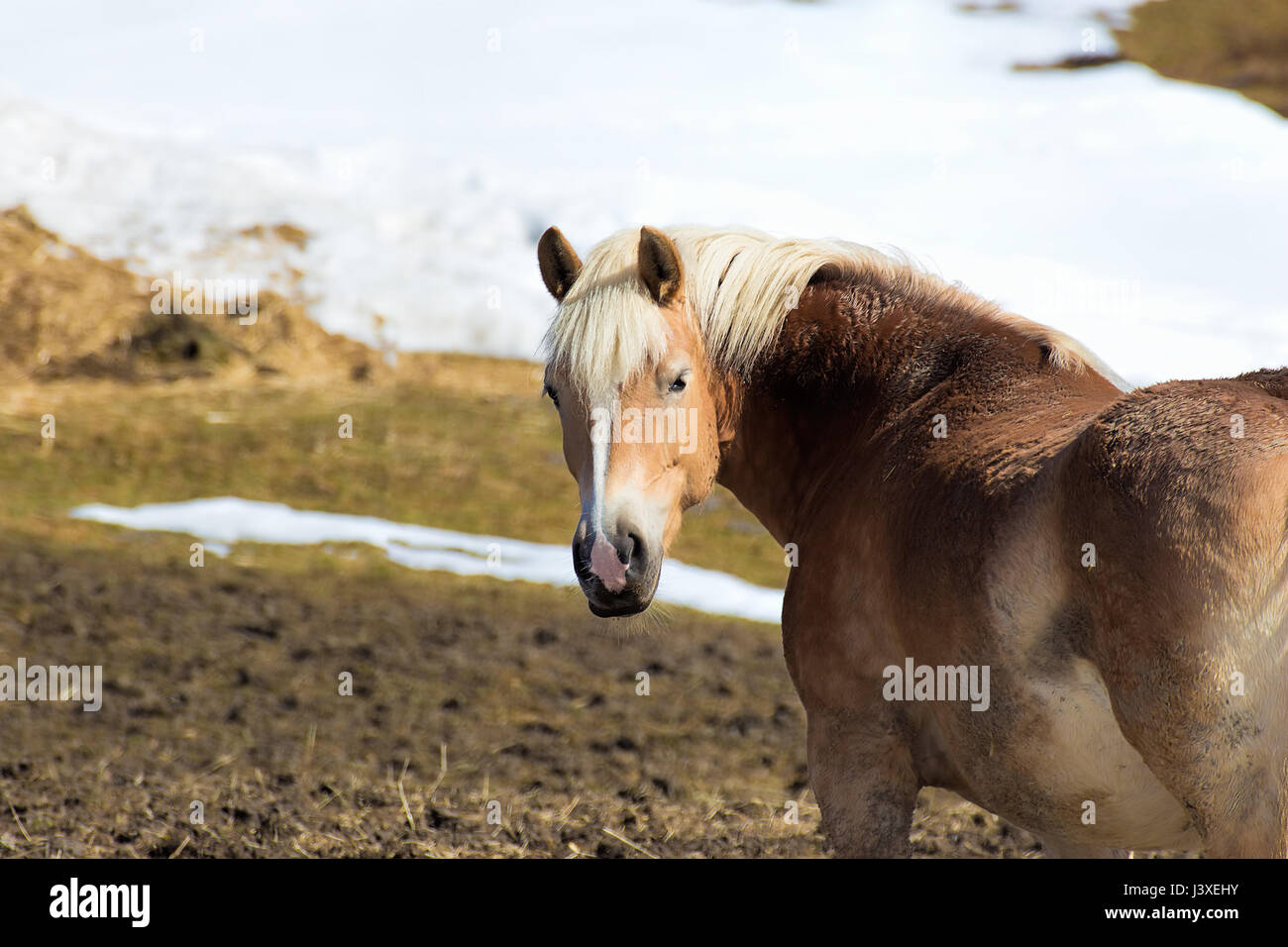 Schönes Pferd Porträt im zeitigen Frühjahr Stockfoto