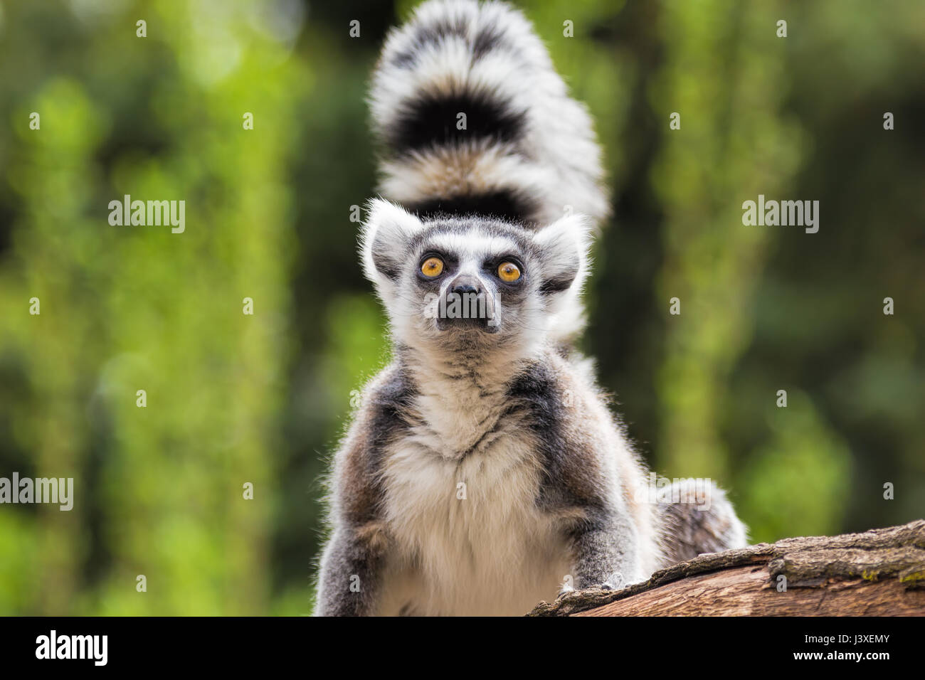 Porträt von Lemuren auf einem Baum Stockfoto