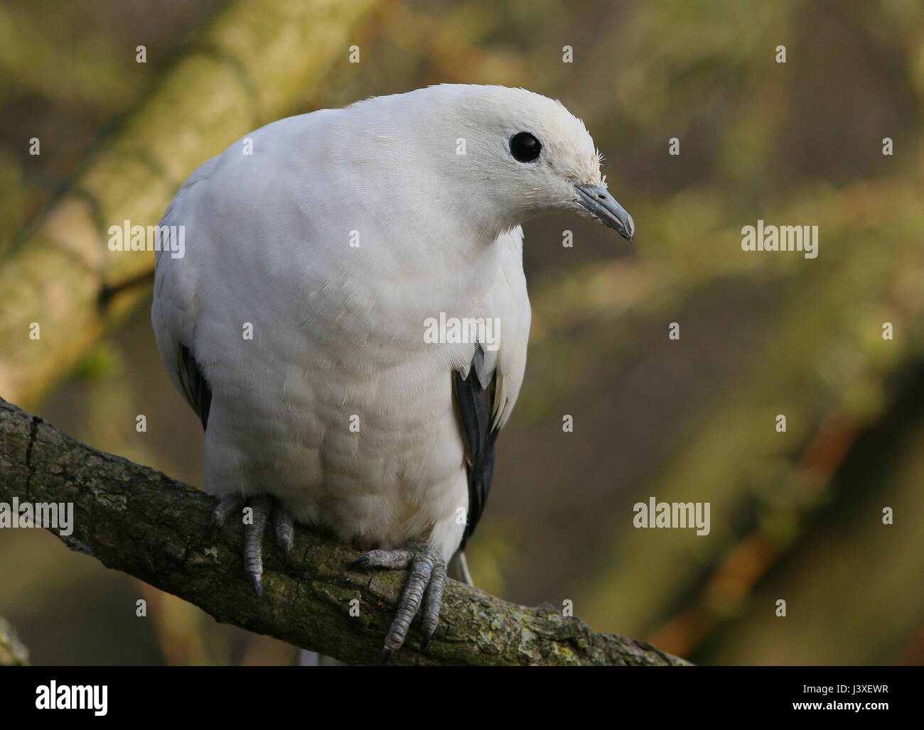 Southeast Asian Pied imperial Taube (Ducula bicolor), von Myanmar und Thailand bis hin zu den Philippinen Stockfoto