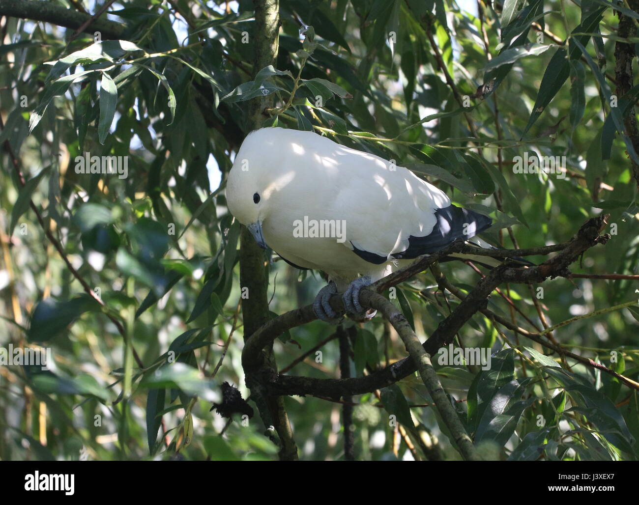 Southeast Asian Pied imperial Taube (Ducula bicolor), von Myanmar und Thailand bis hin zu den Philippinen Stockfoto