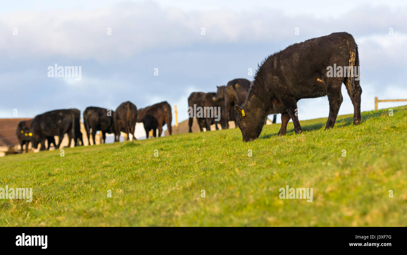 Kleine Herde von schwarzen Kühe grasen auf ein Feld in den späten Abend im Süden von England, UK. Stockfoto