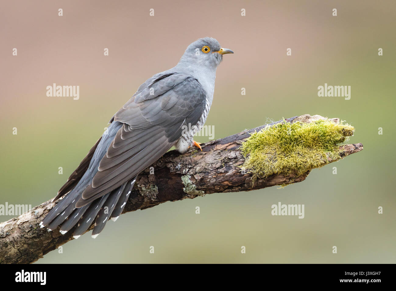 Männlicher Kuckuck (Cuculus Canorus) thront auf einem Ast in den Brecon Beacons, Wales, UK Stockfoto