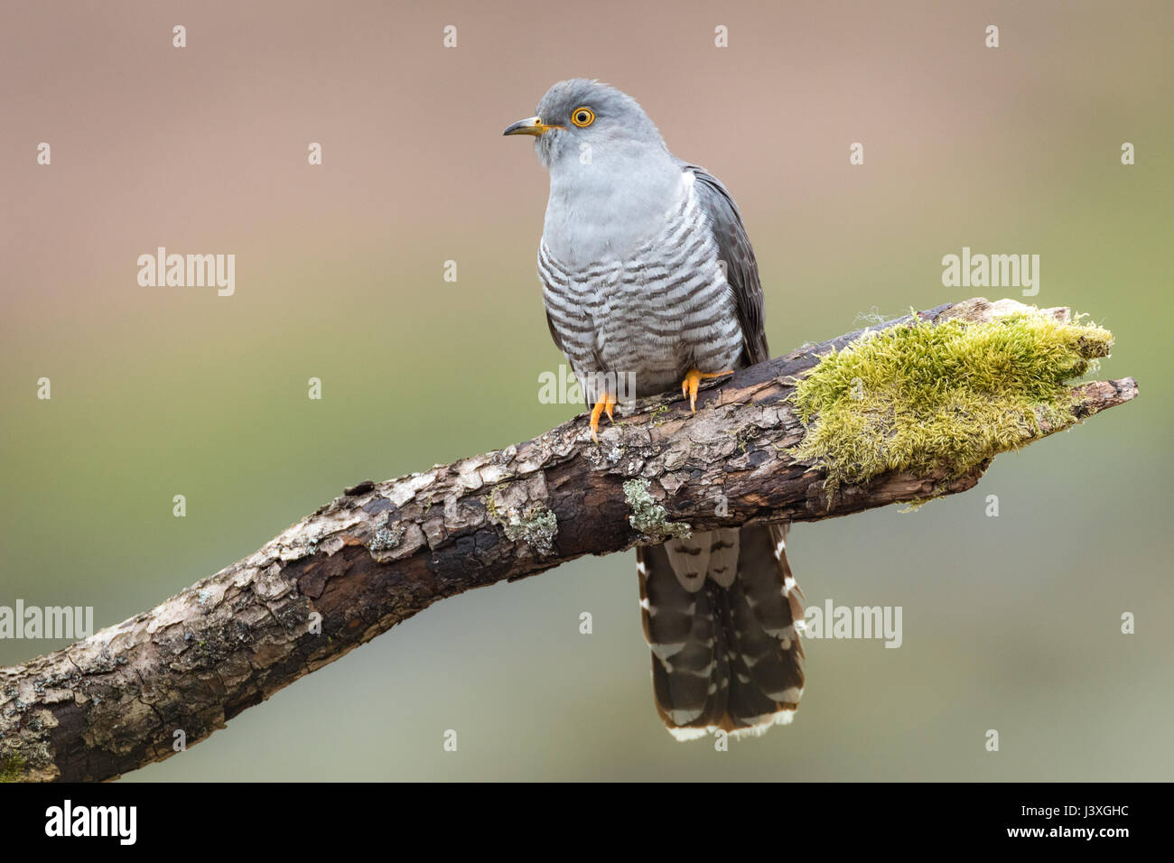 Männlicher Kuckuck (Cuculus Canorus) thront auf einem Ast in den Brecon Beacons, Wales, UK Stockfoto