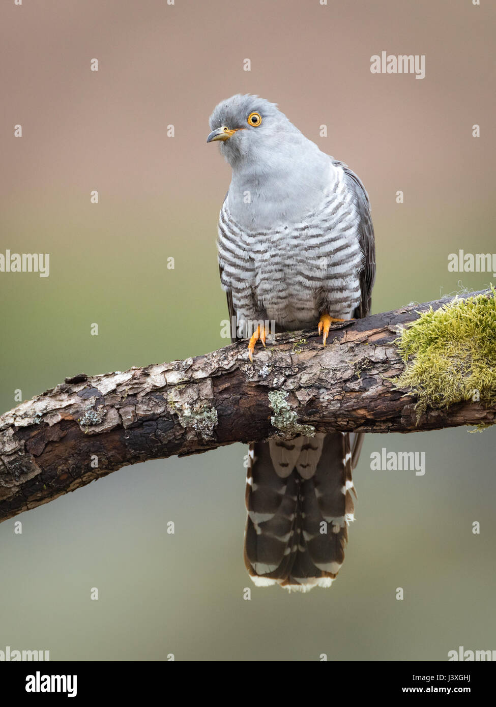 Männlicher Kuckuck (Cuculus Canorus) thront auf einem Ast in den Brecon Beacons, Wales, UK Stockfoto