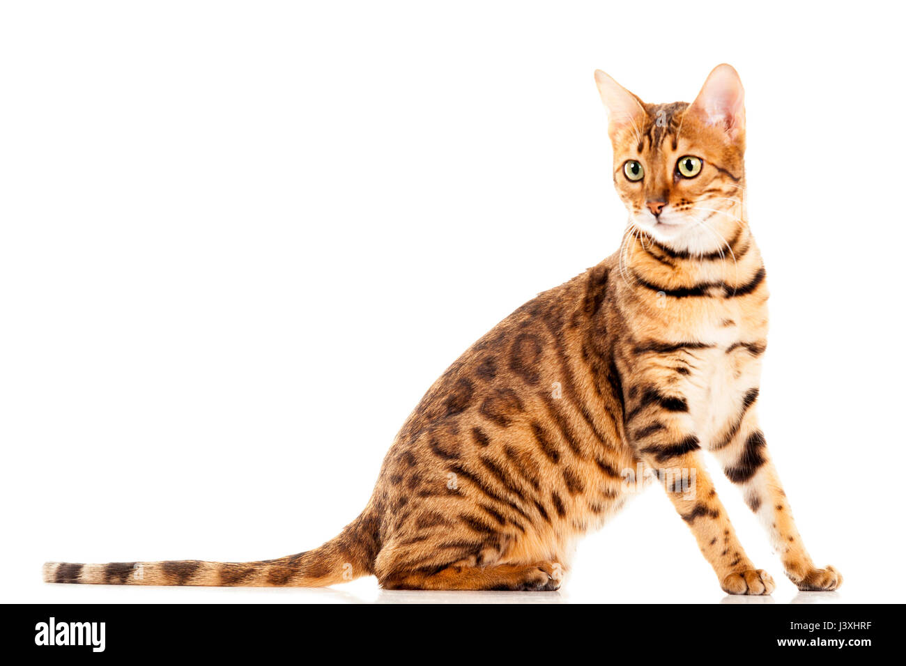 Schönen erwachsenen weiblichen Bengal Katze sitzend schauen in die Ferne Portrait auf weißem Hintergrund isoliert Model Release: Nein Property Release: Nein. Stockfoto