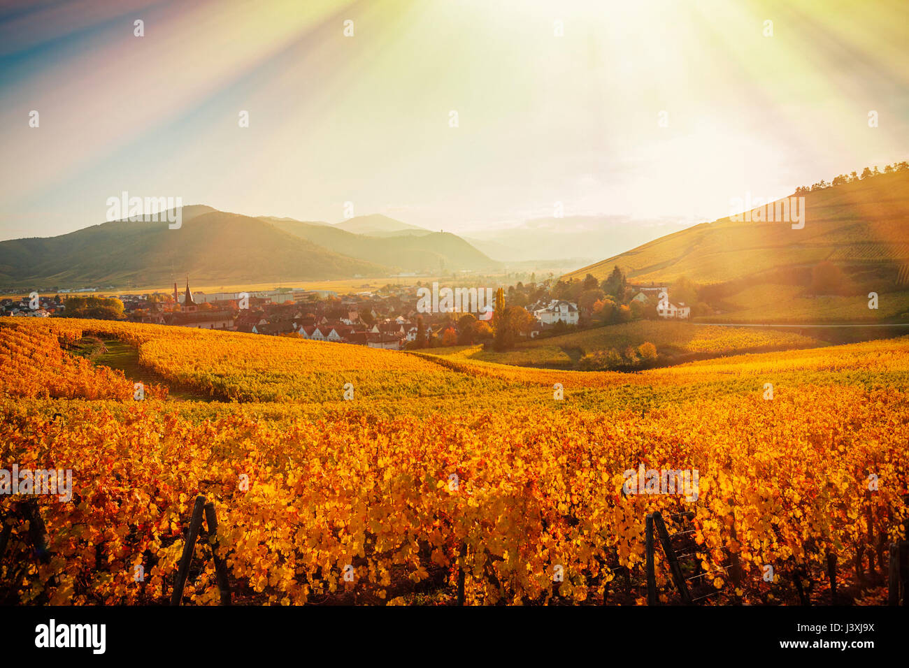Feld Landschaft mit Sonnenstrahlen über Herbst gefärbten Reben, Turckheim, Elsass, Frankreich Stockfoto