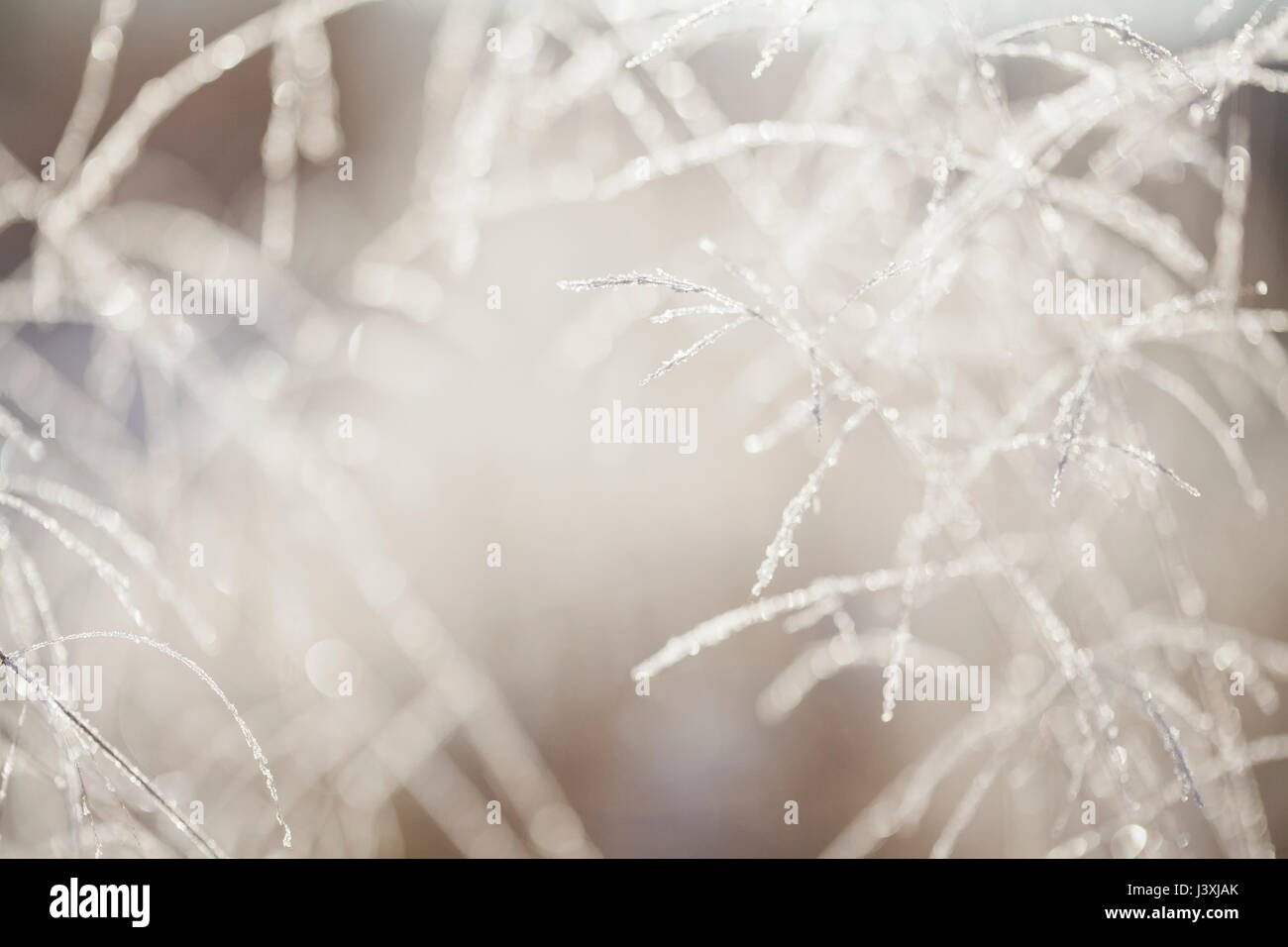 Nahaufnahme von Hinterleuchteten frost Eiskristalle auf langen Gräsern Stockfoto