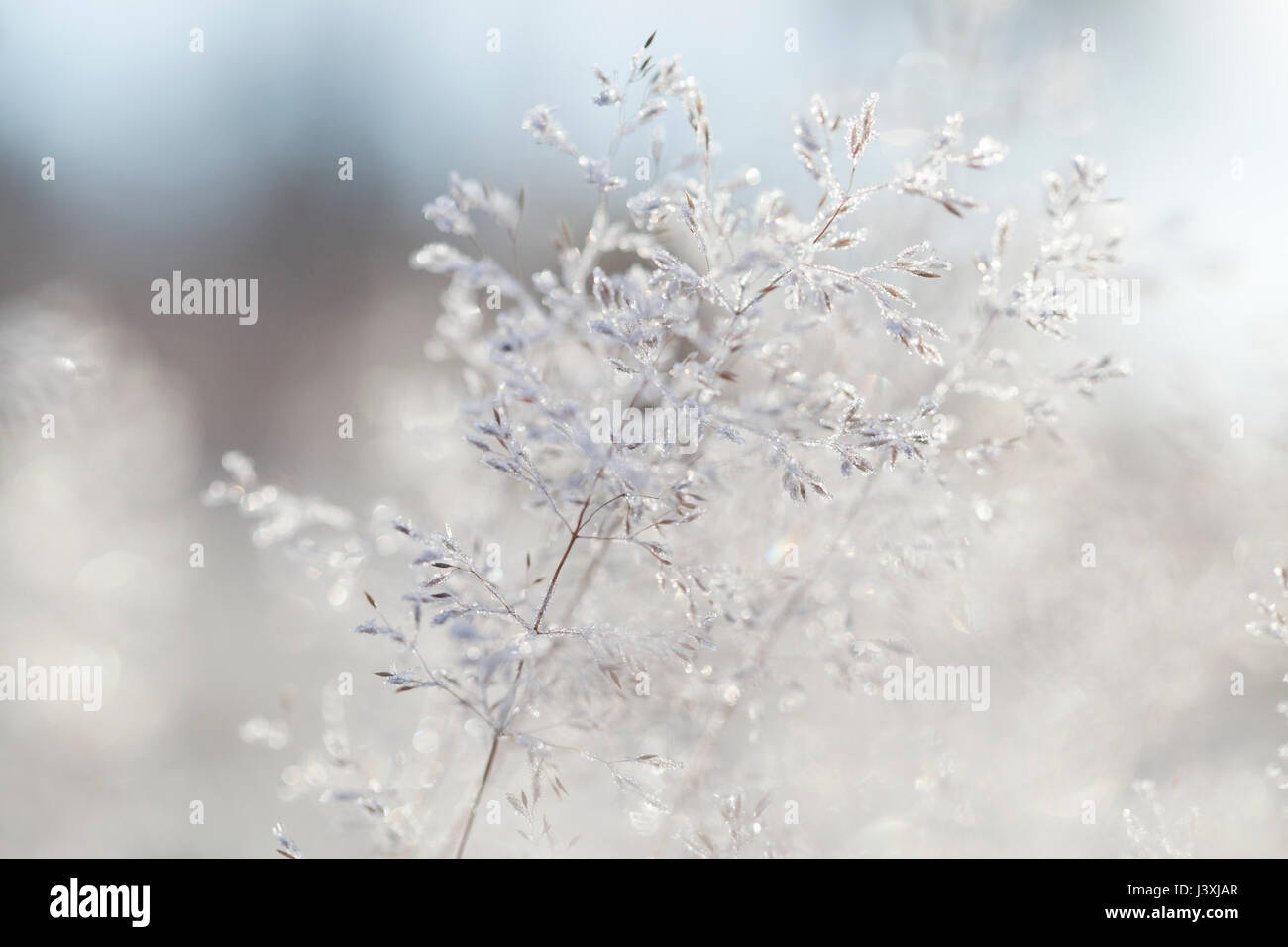 Nahaufnahme von Hinterleuchteten frost Eiskristalle auf gewelltes Haar - Gras (Deschampsia flexuosa) Stockfoto