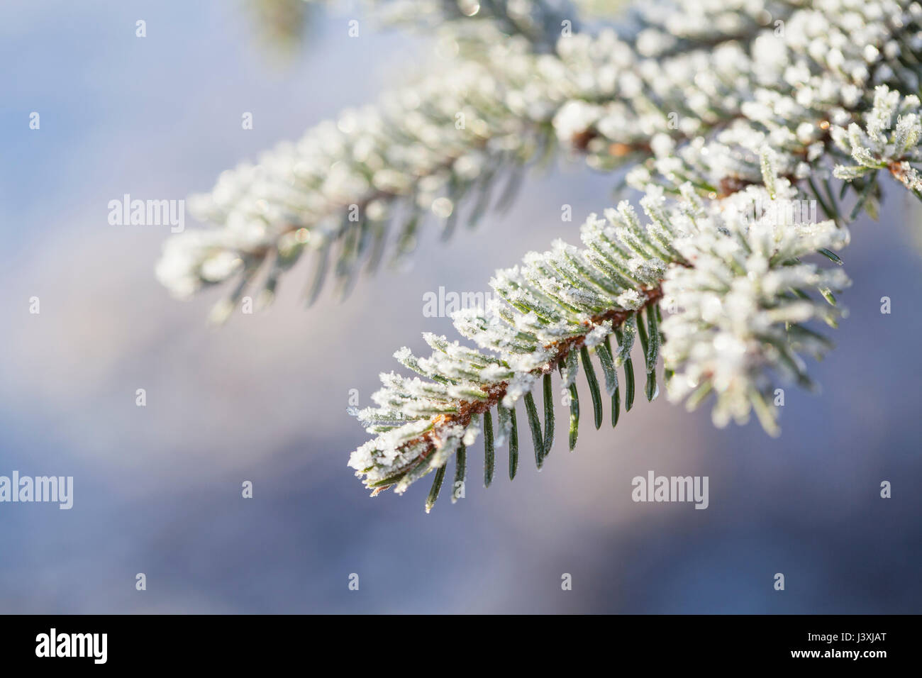Nahaufnahme von Frost auf Zweig und Nadeln von Fichten (Picea abies) Stockfoto