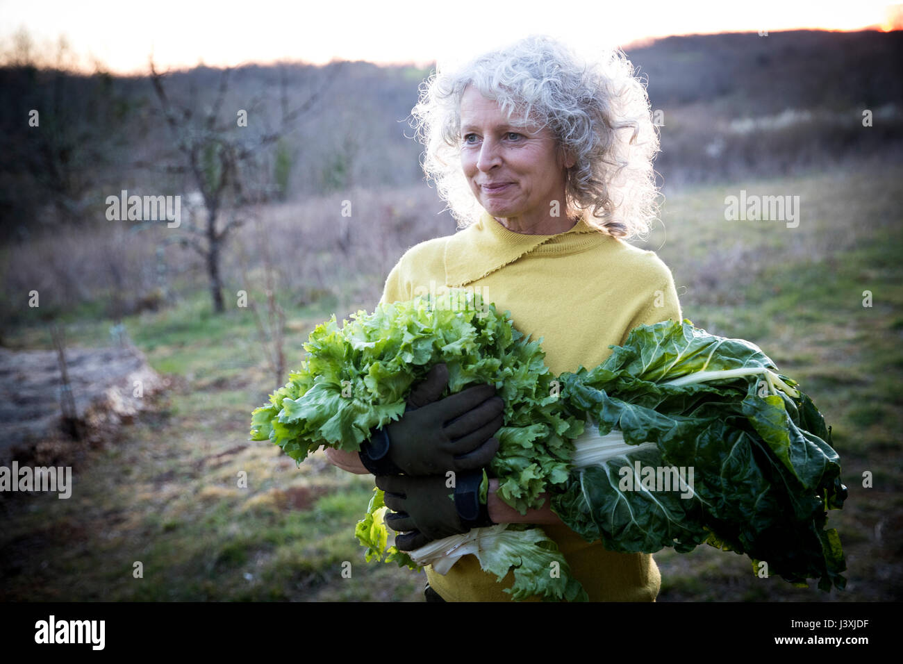 Reife Frau, die armful Kohl und Salat im Feld Stockfoto