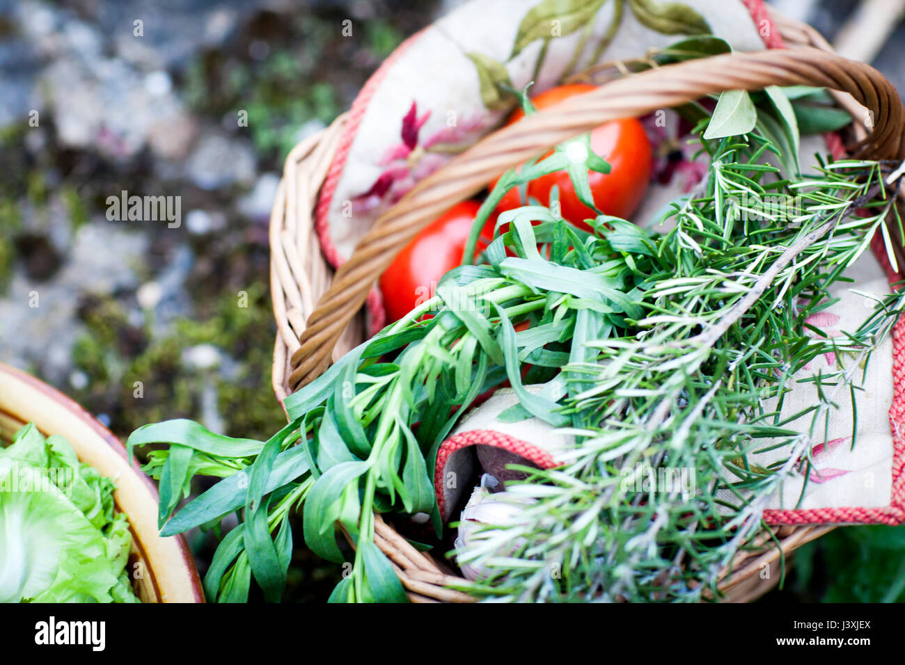 Korb mit frisch gepflückten Tomaten und Kräuter im Garten Stockfoto