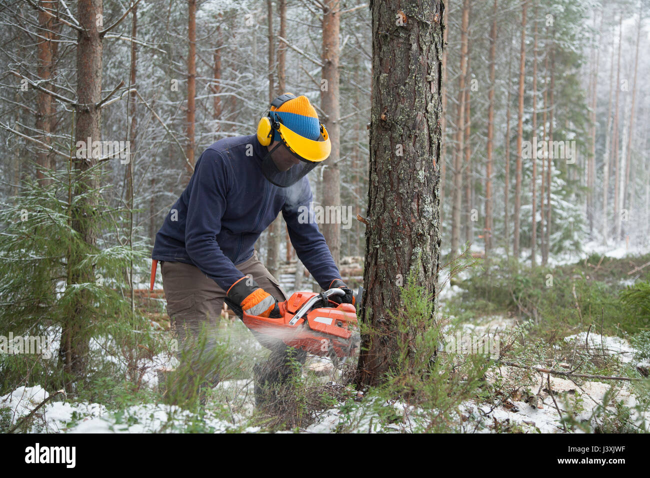 Logger Sägen Baum, Tammela, Forssa, Finnland Stockfoto