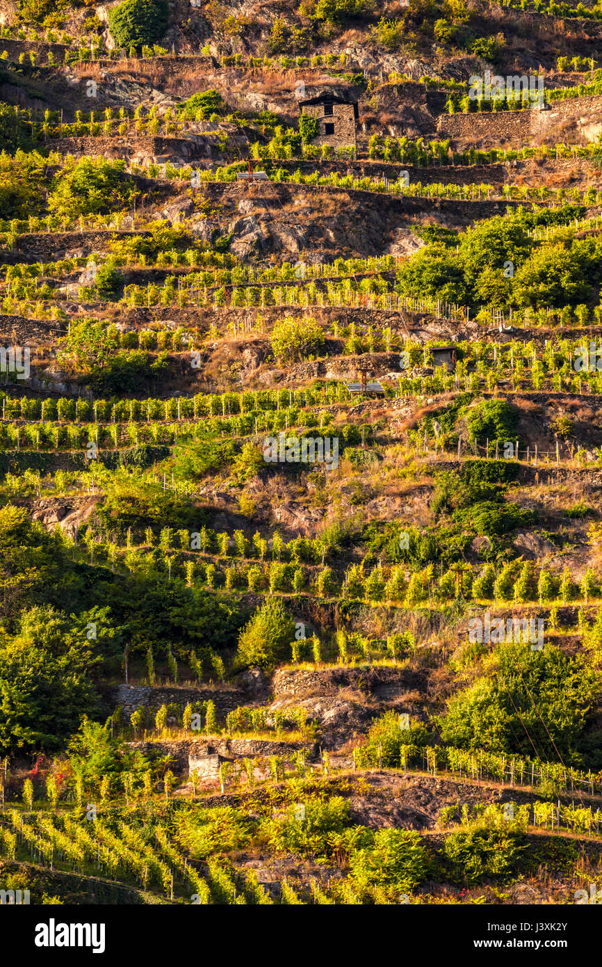 Blick auf Weinberge am Hang des Hügels Stockfoto