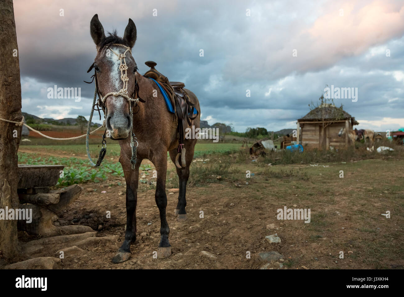 Pferd gebunden an Zaun Feldpost, Vinales, Kuba Stockfoto