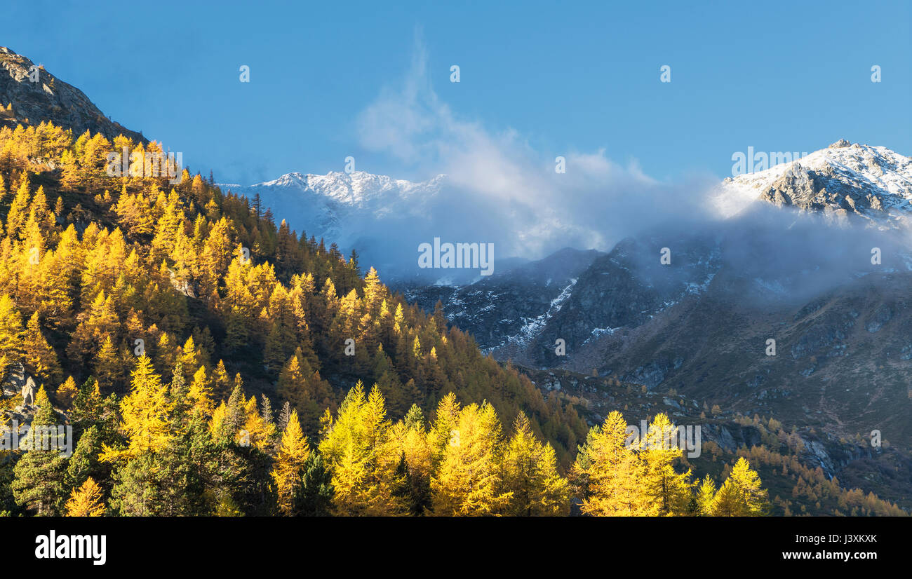 Lärchenwald in den Schweizer Alpen, übergeben Sie einfach, Wallis, Schweiz Stockfoto