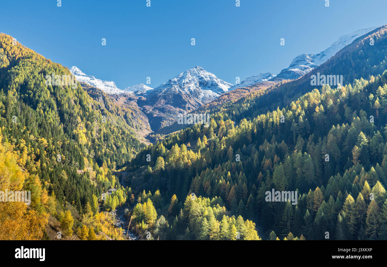Lärchenwald in den Schweizer Alpen, übergeben Sie einfach, Wallis, Schweiz Stockfoto