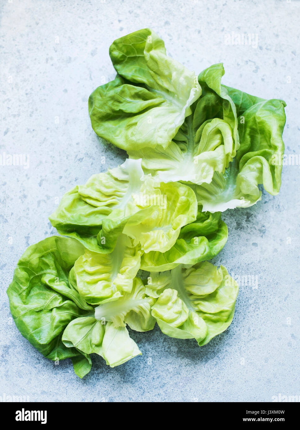 Kopfsalat-Salatblätter Stockfoto