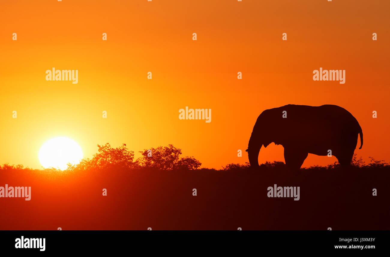 Einsame Elefant im Sonnenuntergang, Masai Mara National Reserve, Kenia Stockfoto