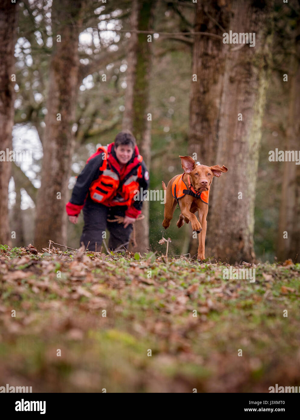 Das Team von Freiwilligen sind im Tiefland Such- und Rettungshunde in Aktion in West Sussex. Stockfoto