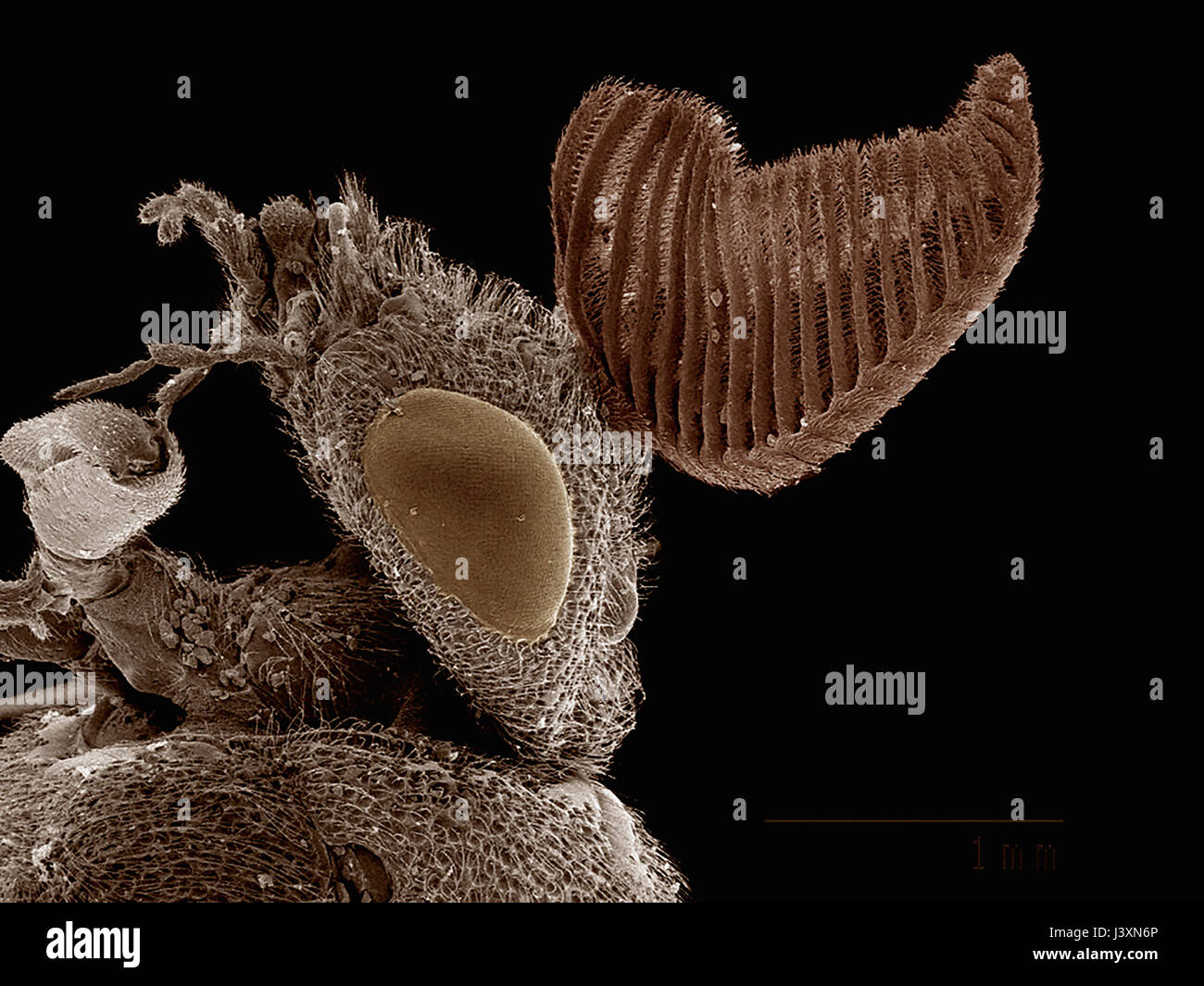 Gemeinsame Kiefer sawfly (Diprion Pini) abgebildet in einem Rasterelektronenmikroskop Stockfoto
