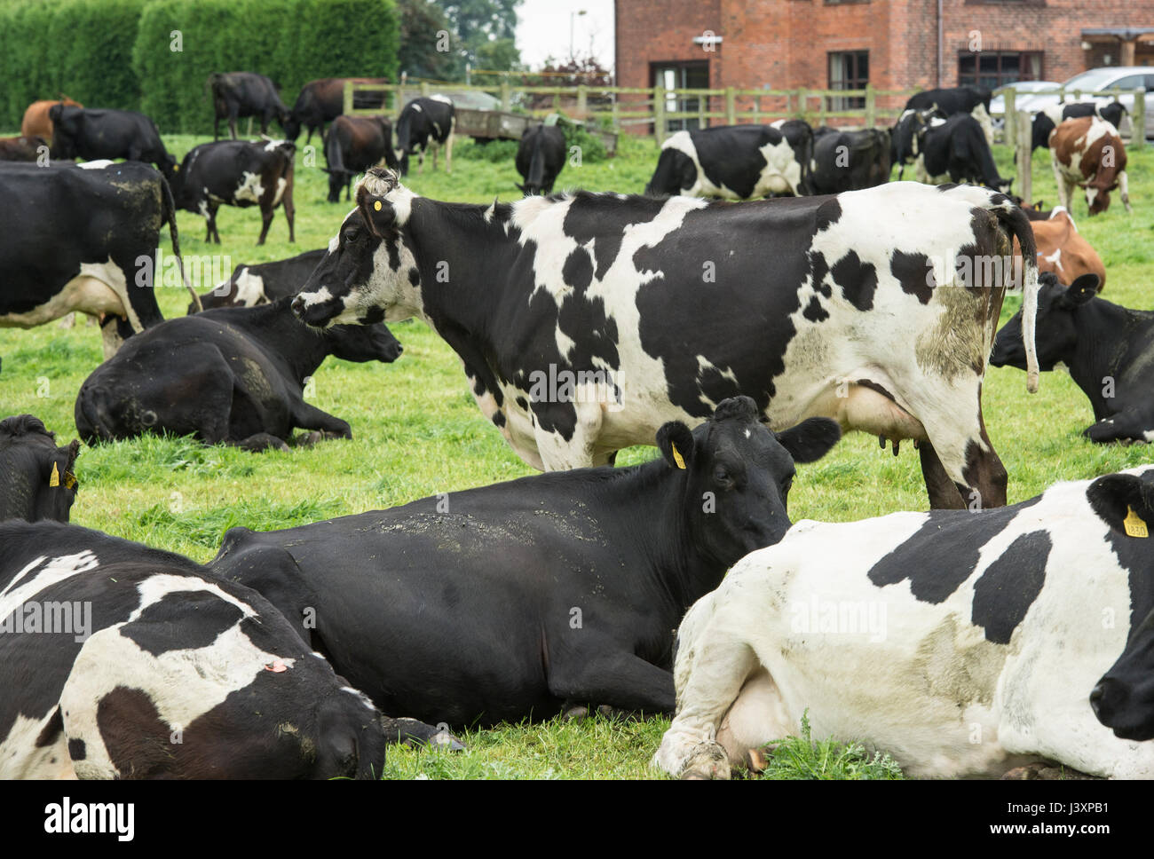 Schwarz / weiß Kühe mit Jersey Kreuze und friesische Kiwi Kreuz Milchkühe weiden am Sandbach, Cheshire. Stockfoto