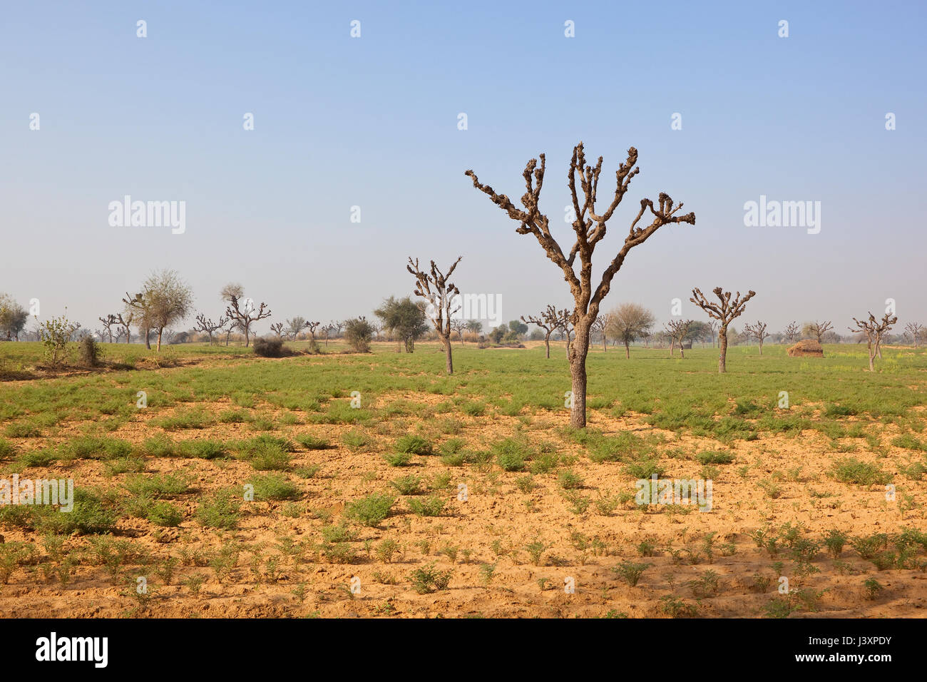 Eine trockene Rajasthan Landschaft mit gekappte Bäume und Küken-Erbse-Ernte auf sandigem Boden unter einem strahlend blauen Himmel im Frühling Stockfoto