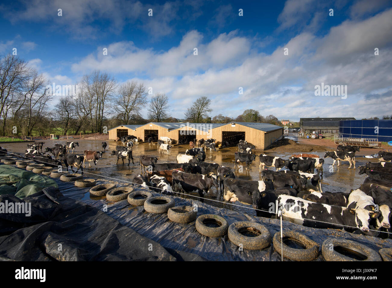 Eine Herde Kühe füttern ein Silage Klemme Gesicht, Staffordshire mit einem hölzernen Schrank-Haus. Stockfoto