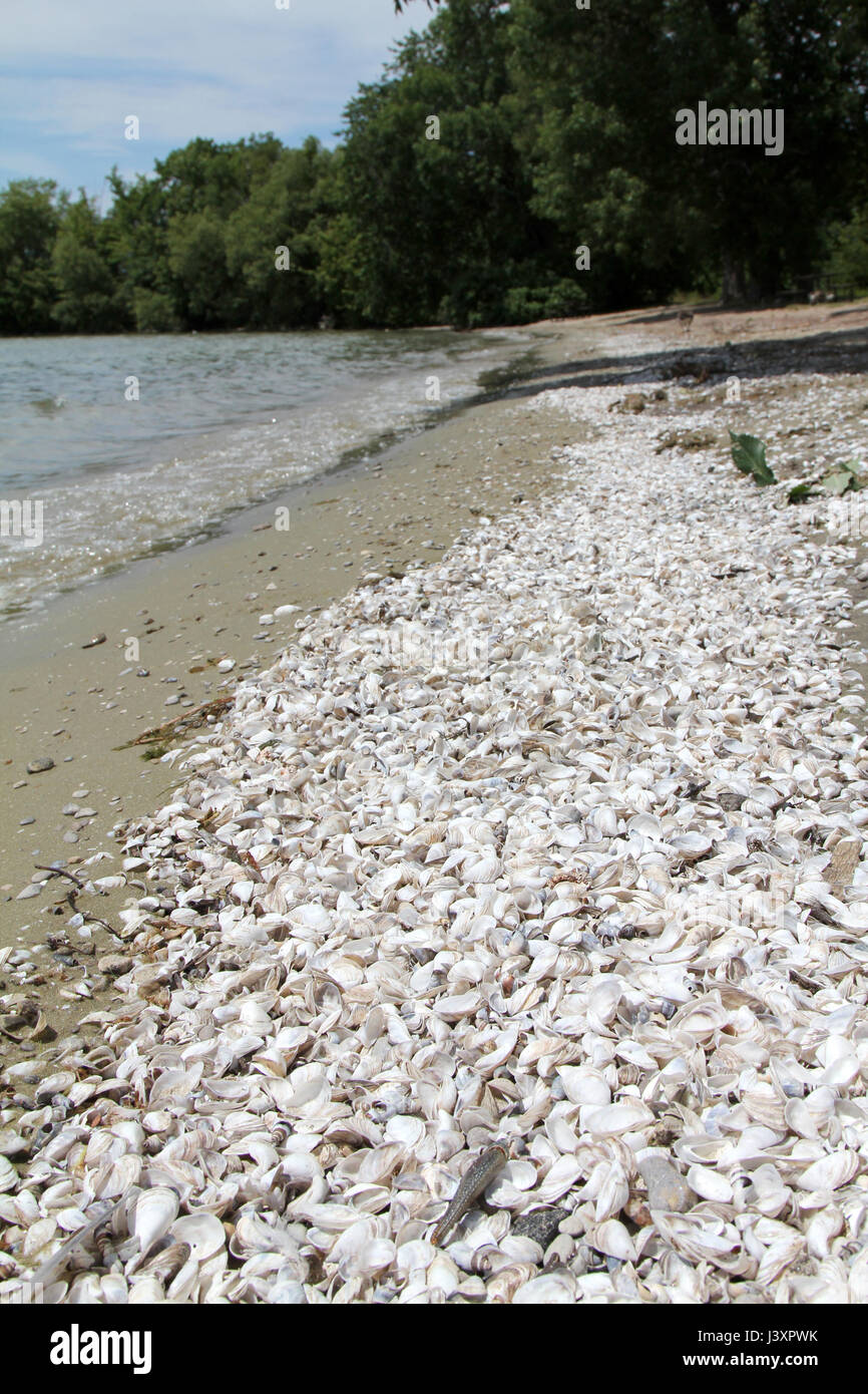 Muscheln auf dem Strand des Lake Ontario verstreut Stockfoto