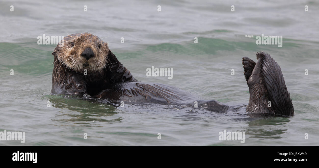 Curious Seeotter (Enhydra Lutris) schwebend in Monterey Bucht des Pazifischen Ozeans. Stockfoto