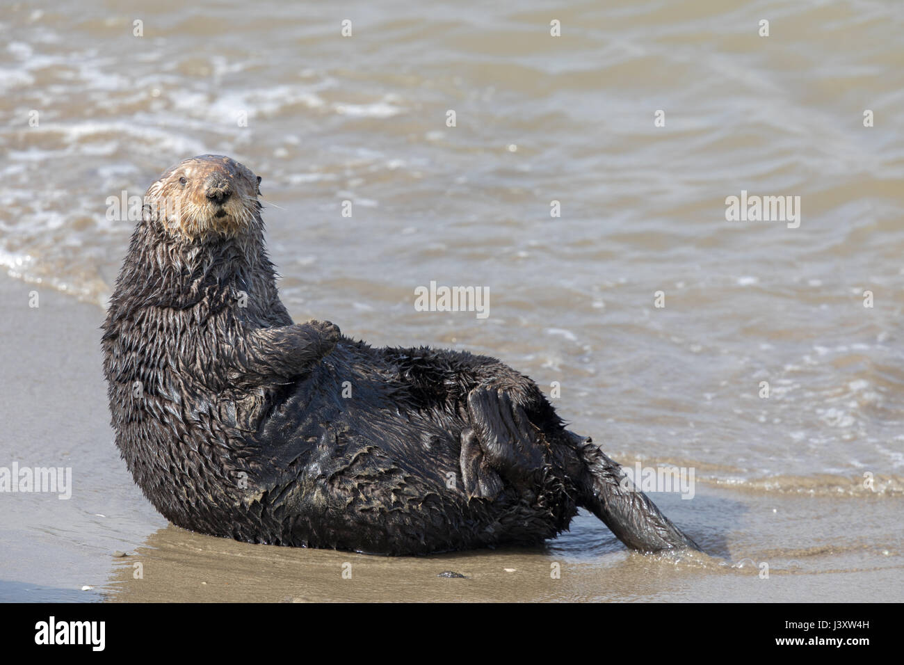 Warnung-Sea Otter in Moss Landing State Beach. Stockfoto