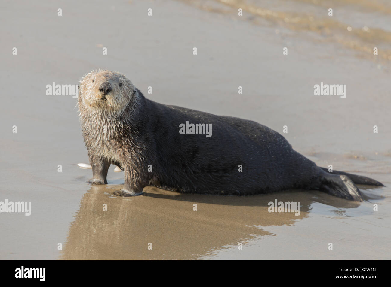 Sea Otter kommt aus dem Wasser zur Mittagszeit Rast. Stockfoto