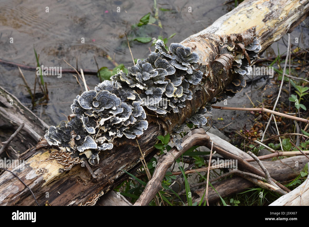 Pilzzucht auf abgestorbenen Baum entlang Stockfoto