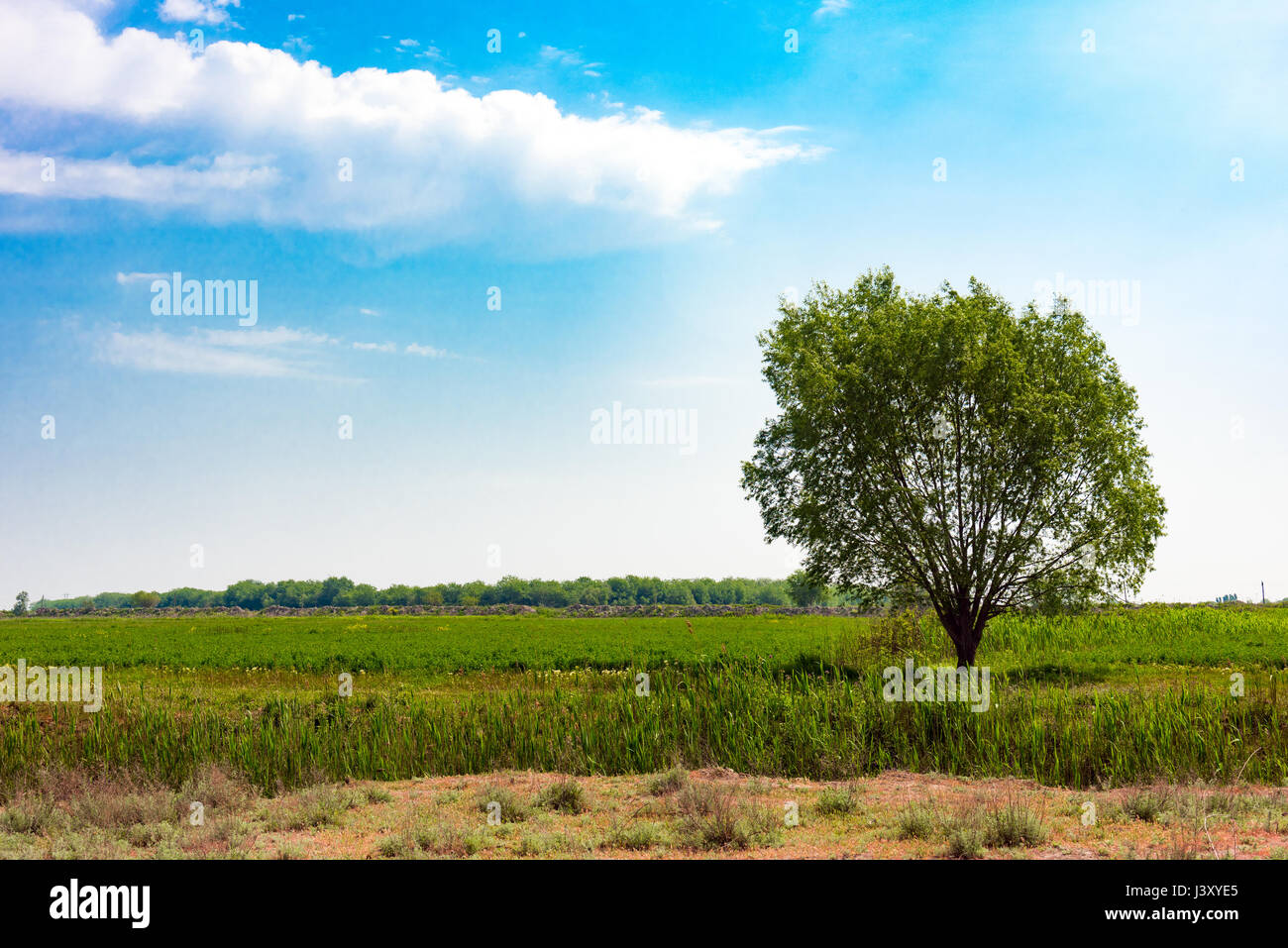 Einsamer grüner Baum im Feld-Hof, Landschaft im ländlichen Raum Stockfoto