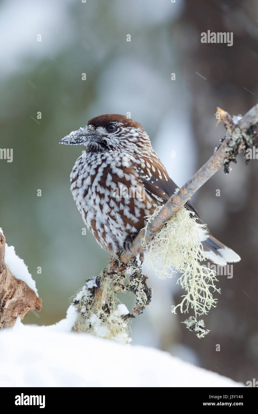 Die gefleckte Nussknacker, eurasische Nussknacker oder nur Nussknacker, lateinischer Name Nucifraga Caryocatactes, thront auf einem Baum im Winter mit Schnee fällt Stockfoto