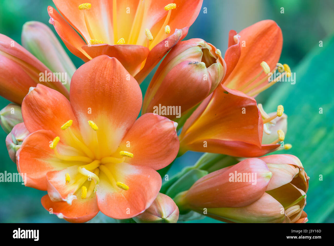 Frühling, die Orangen Gelb Blumen auf Sukkulenten Stockfoto