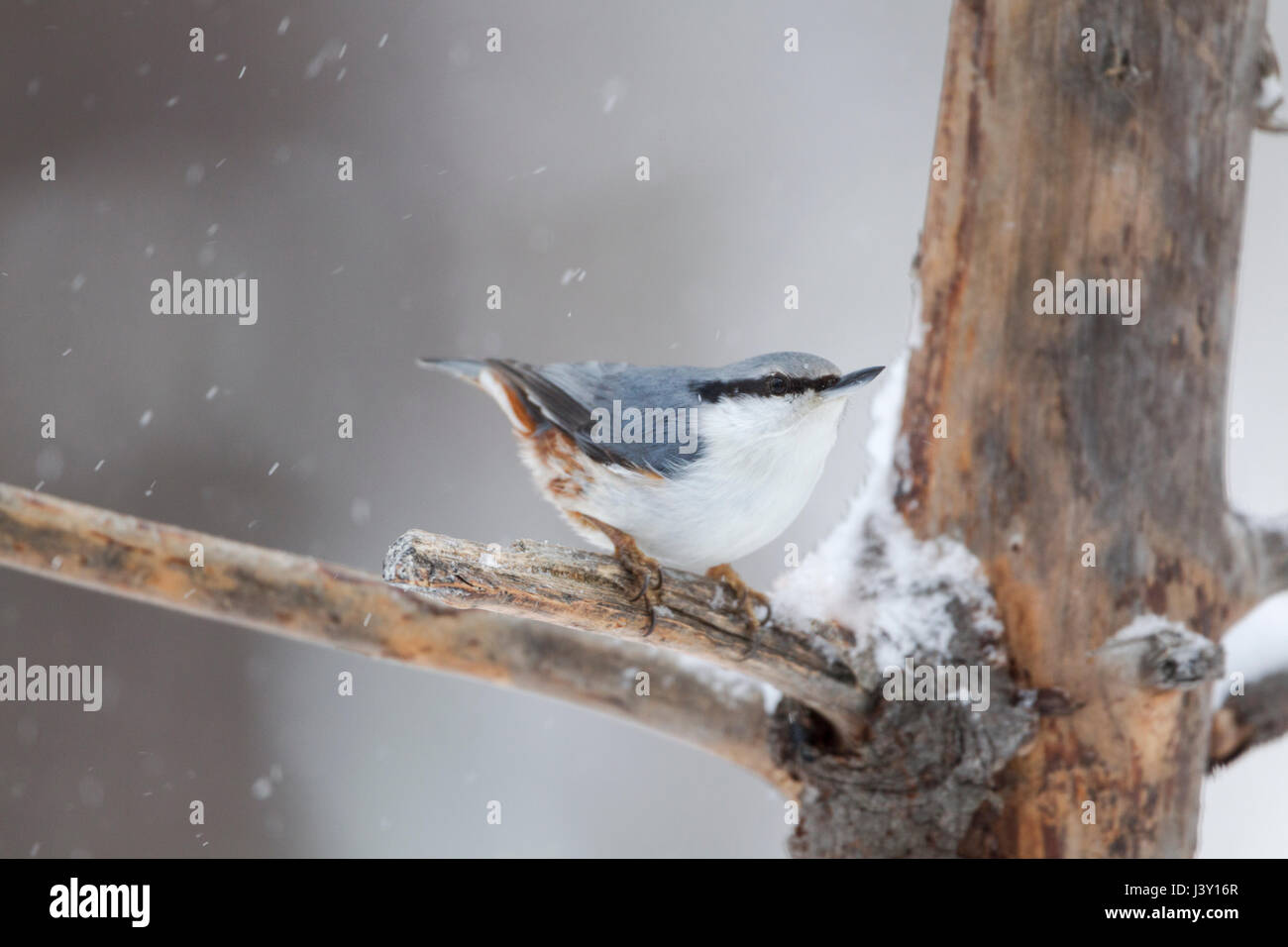 Skandinavische Kleiber, lateinischer Name Sitta Europaea, mit weißer Brust und Unterbauch im Winter Schnee fällt Stockfoto