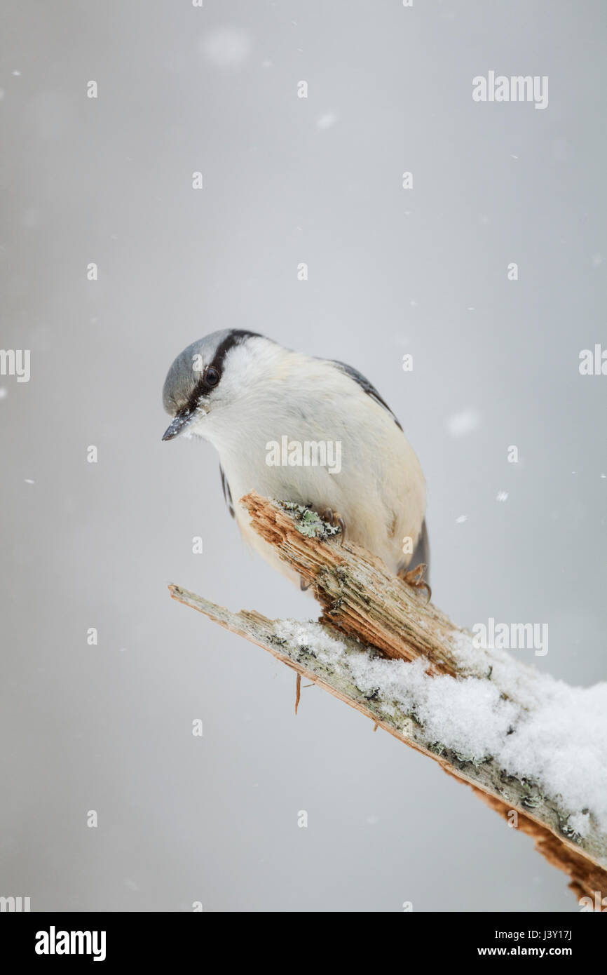Skandinavische Kleiber, lateinischer Name Sitta Europaea, zeigen blasse Brust und Unterbauch im Winter Schnee fällt Stockfoto