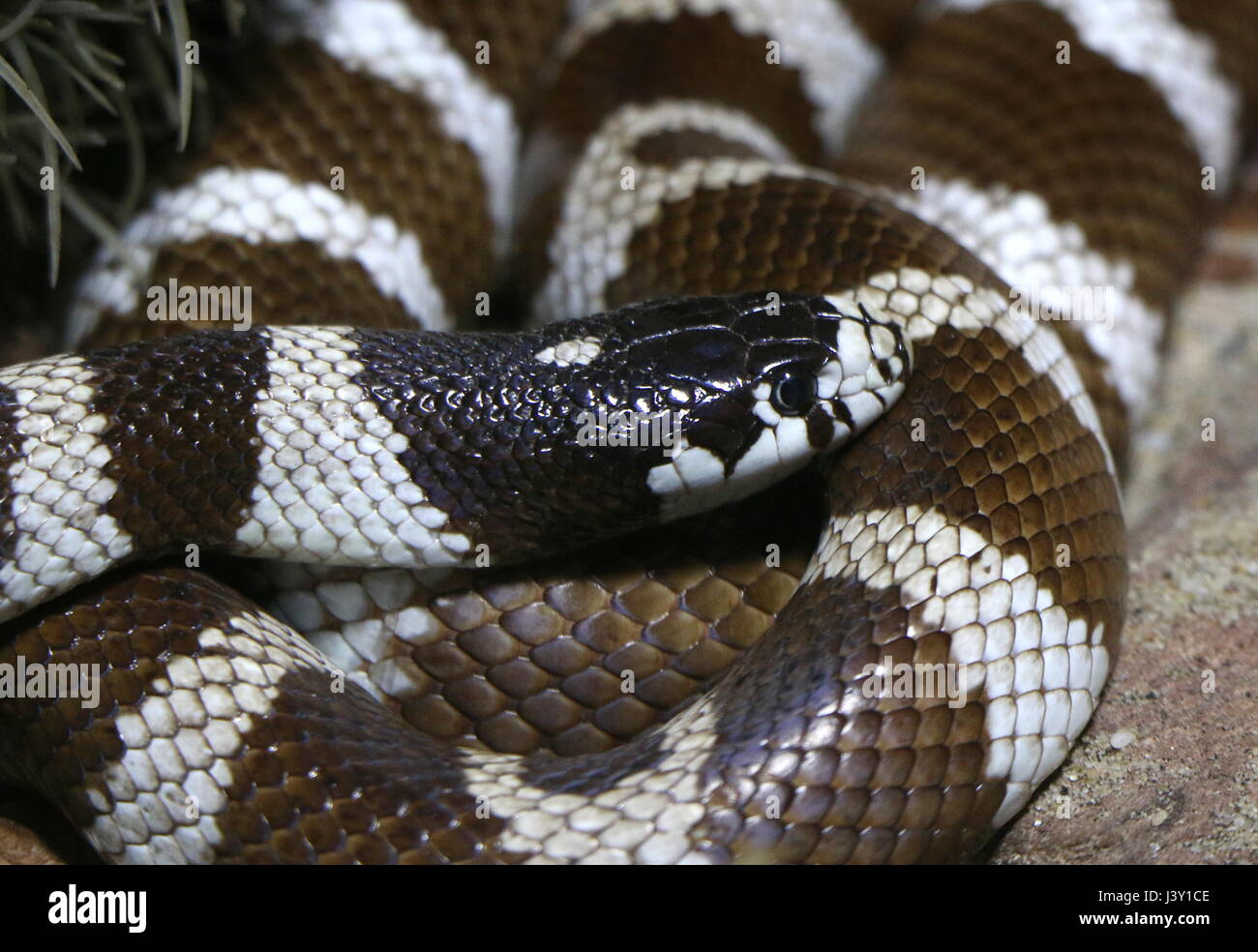 Schwarz / weiß California Kingsnake (Lampropeltis Californiae, Lampropeltis Getula Californiae) in Nahaufnahme Stockfoto