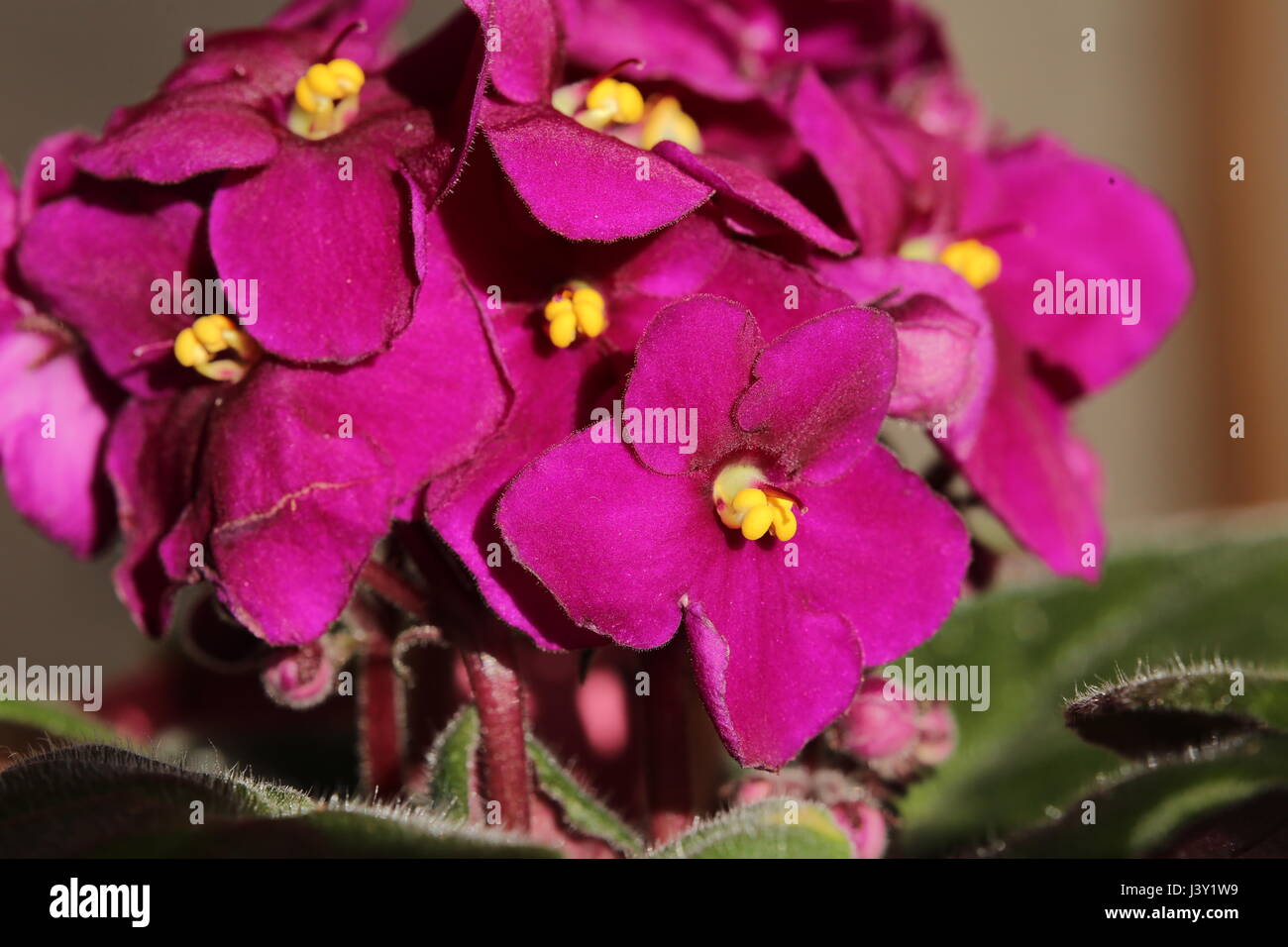 Usambaraveilchen (Saintpaulia Ionantha) Blüten mit lebendigen Farben. Stockfoto