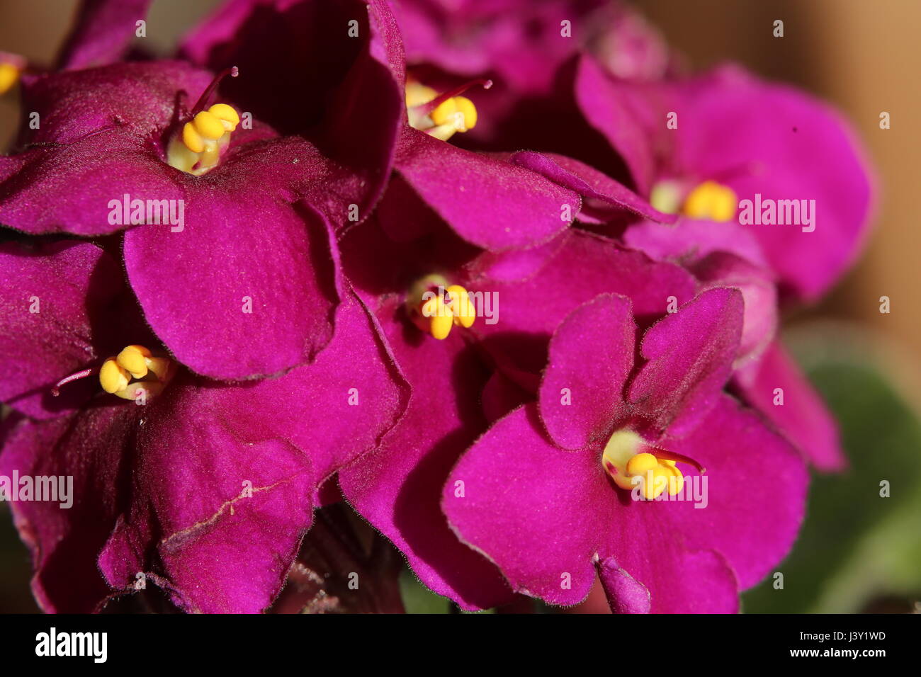 Usambaraveilchen (Saintpaulia Ionantha) Blüten mit lebendigen Farben. Stockfoto