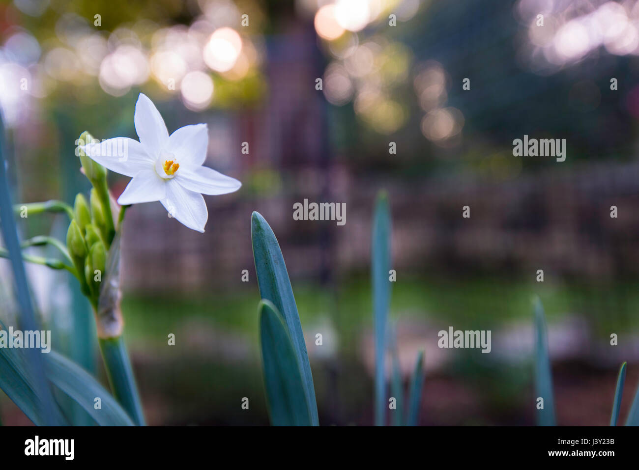 ein neu Blüte Jonquil in einem Sydney-Garten Stockfoto